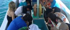 Escursione: Best-Tours Seychelles -Tour in barca con fondo di vetro- Parco Marino di St. Anne
