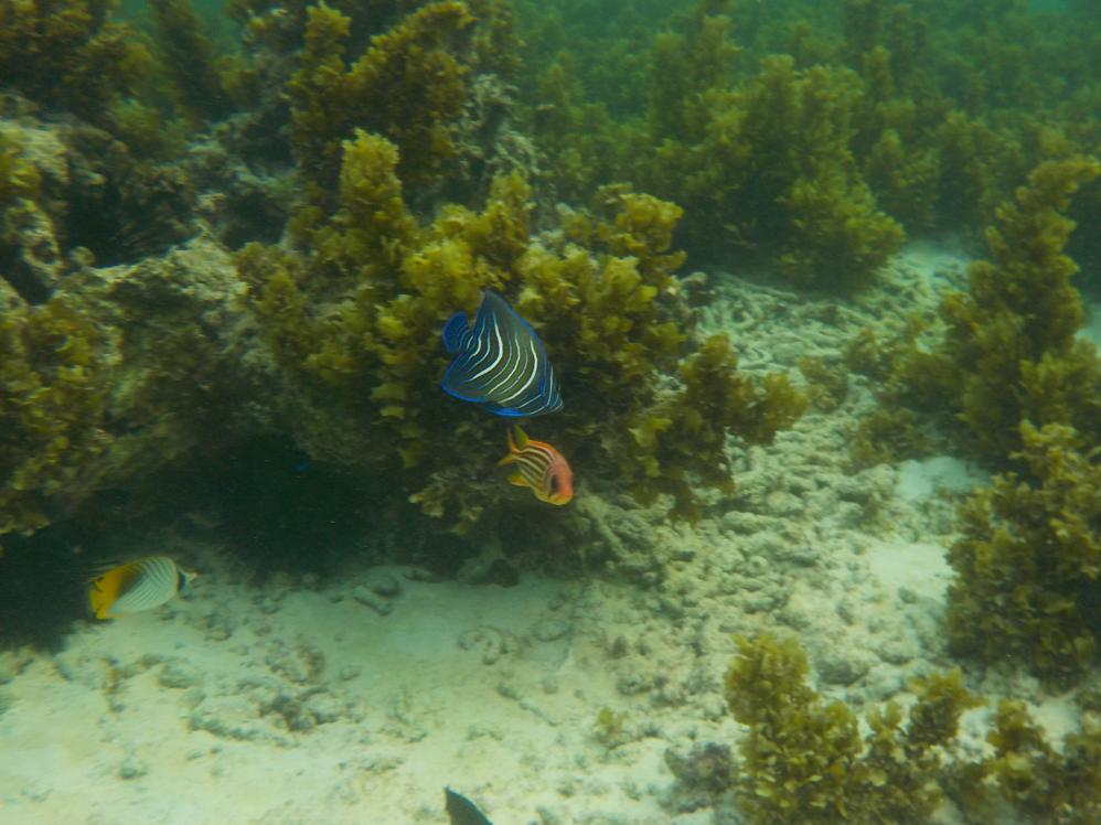 Bunte Unterwasselwelt, Seychellen