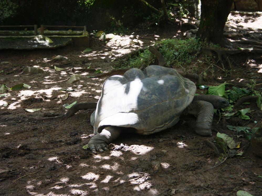 Riesenschildkröte im Jardin du Roi