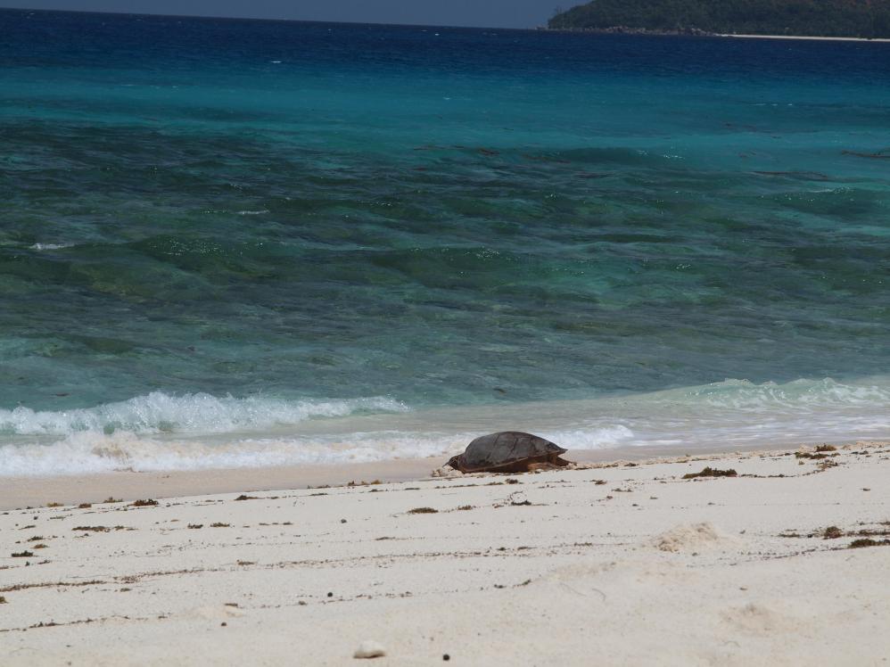 Meeresschildkröte auf dem Weg zurück ins Wasser