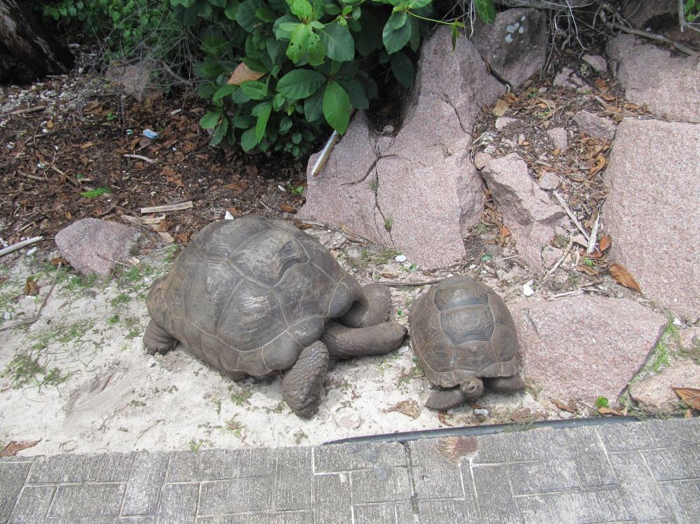 Schildkröten auf La Digue