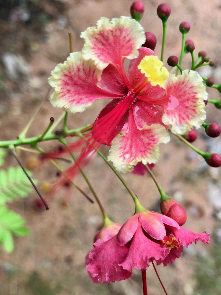 Blume im Vallée de Mai