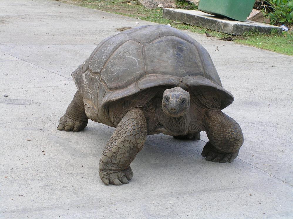 Schildkröte am Straßenrand