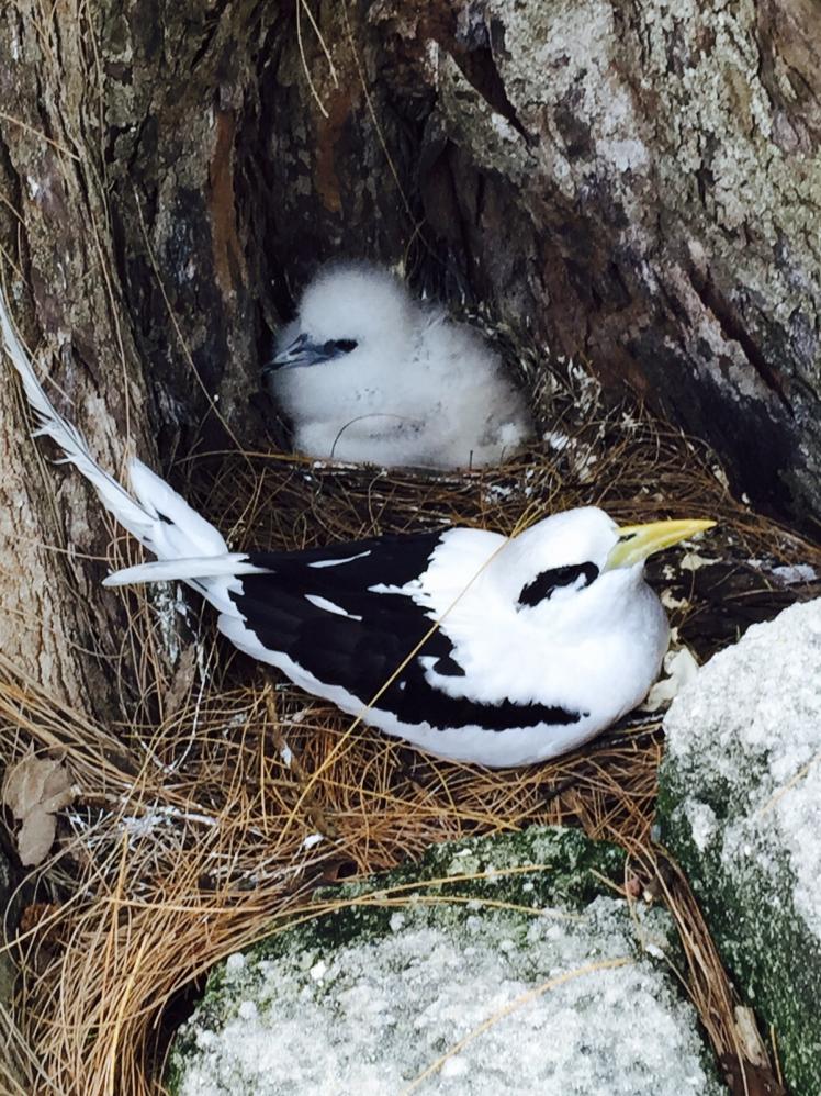 Bird Island, Weißschwanz-Tropikvogel Nest