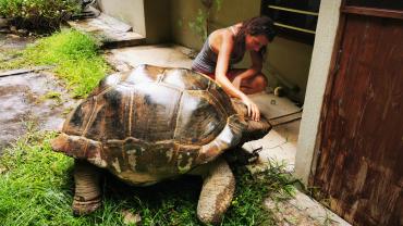 Schildkröte beim Belle des Iles Guest House